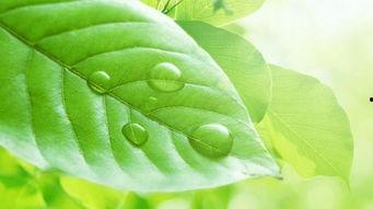 上热门话题八月瓜,揭秘神秘果实的魅力与传说