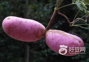 上热门话题八月瓜,揭秘神秘果实的魅力与传说