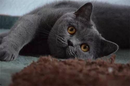 蓝猫可以吃黑瓜吗有毒吗,蓝猫食用黑瓜的安全性探讨