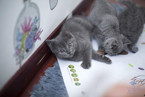蓝猫可以吃黑瓜吗有毒吗,蓝猫食用黑瓜的安全性探讨