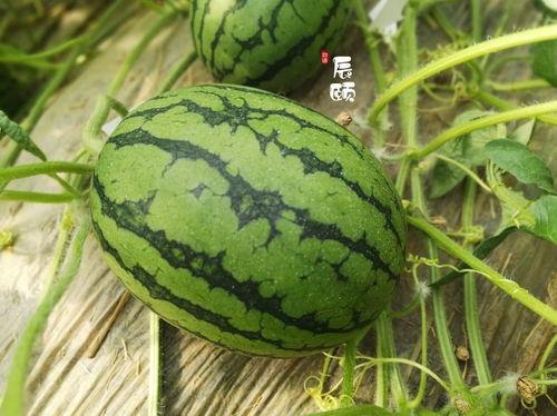 十月热门小瓜大盘点,盘点那些刷爆朋友圈的趣味话题