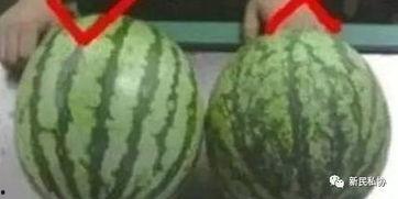 梁山吃瓜今日头条,揭秘今日头条热门事件背后的真相