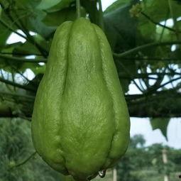 信阳今日佛手瓜批发,今日行情动态解析