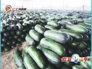 南宁冬瓜今日收瓜价,行情波动，价格走势分析”