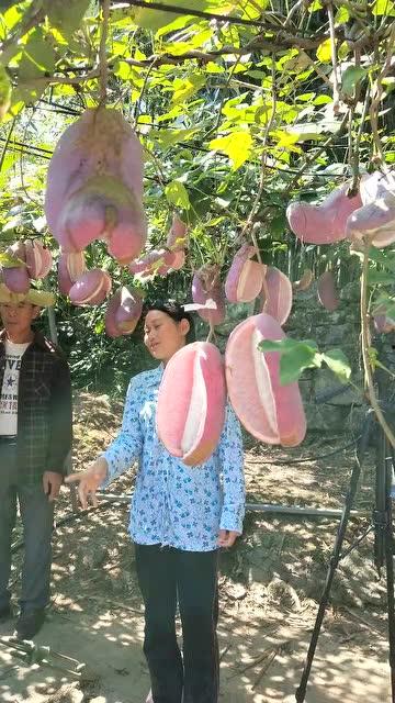 八月瓜热门视频在线观看