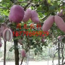 八月瓜热门视频在线观看
