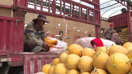 民一蜜瓜今日价格,价格行情一览”