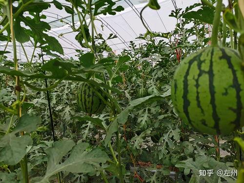 产地小吊瓜今日行情,价格波动与市场动态解析”