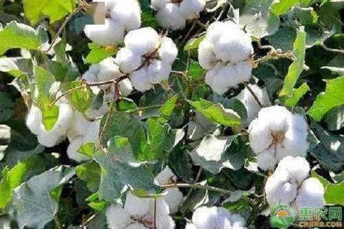 甘肃瓜州今日棉花价,行情走势解析