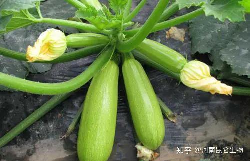 黄瓜白瓜今日收价,市场行情动态解析”