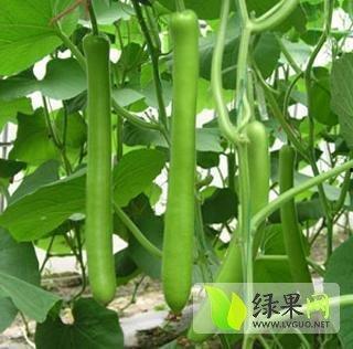 瓠瓜今日价格最新行情,今日行情一览”