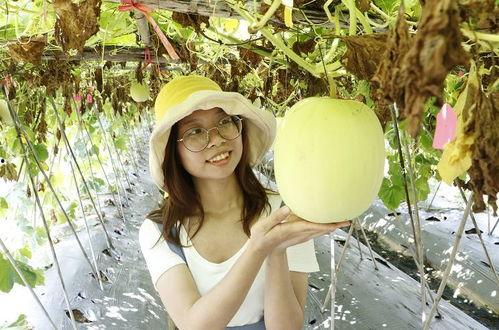 今日小暑吃瓜视频下载,跟随视频一起探索夏日清凉美食