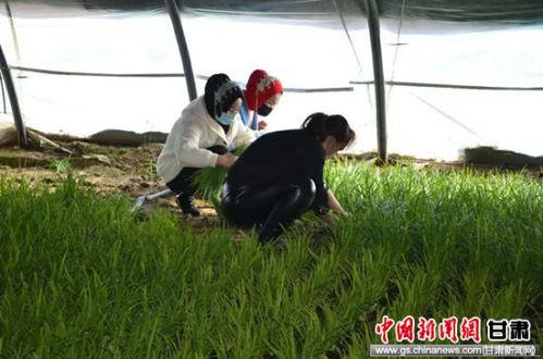 瓜州西湖今日新闻,探寻千年古湖的新生篇章