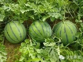 黑瓜几分钟能煮熟吃,几分钟即可享用的美味佳肴