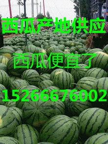 山东地爬瓜今日价格,行情波动，市场动态一览