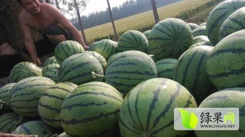 平顶山吃瓜热门事件最新,一场引发全民热议的网络狂欢