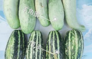 云南楚雄元谋今日瓜价,瓜香四溢，价格波动一览