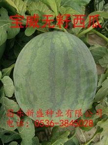 无籽瓜今日水果价