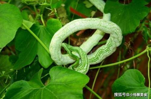蛇瓜视频上热门是真的吗,热门背后有何秘密？