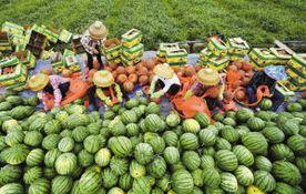 今日徐闻瓜菜行情如何,新鲜热销，价格稳中有升