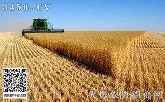 今日徐闻瓜菜行情如何,新鲜热销，价格稳中有升