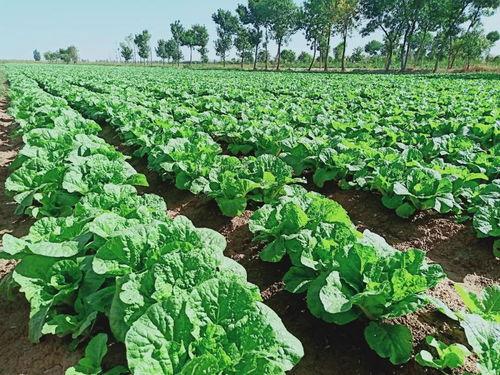 今日徐闻瓜菜行情如何,新鲜热销，价格稳中有升