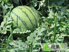 今日日本瓜种价格,2024年春季日本瓜种市场行情解析