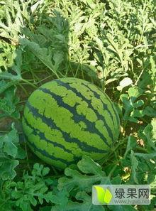 今日日本瓜种价格,2024年春季日本瓜种市场行情解析