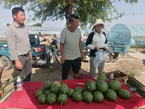北京今日小吊瓜价格,新鲜上市，品味田园风光”