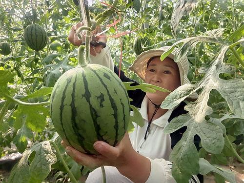 北京今日小吊瓜价格,新鲜上市，品味田园风光”