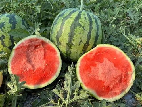 云南黑瓜可以吃吗有点苦,苦中带甘，探寻地方特色美食之谜