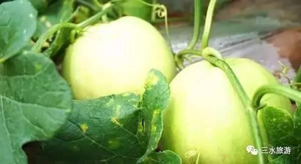 雪梨瓜 今日三水,三水今日盛景尽收眼底”