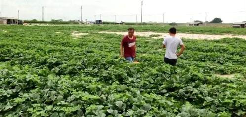 雪梨瓜 今日三水,三水今日盛景尽收眼底”