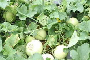 雪梨瓜 今日三水,三水今日盛景尽收眼底”