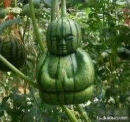 今日瓜很大什么意思,娱乐圈重磅事件深度解析