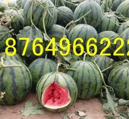 连云港今日瓜价,今日瓜价行情一览”