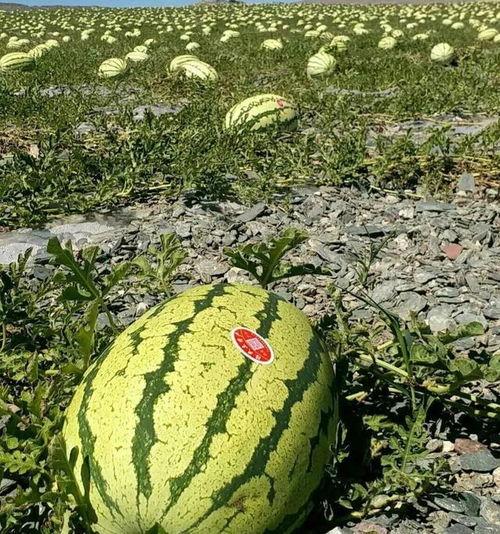 今日红星沙漠瓜什么价,价格行情一览
