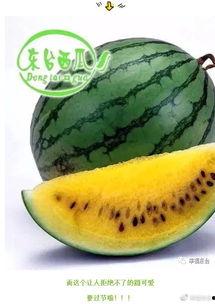 今日东台金星瓜价格,今日行情一览