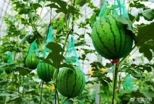 今日东台金星瓜价格,今日行情一览