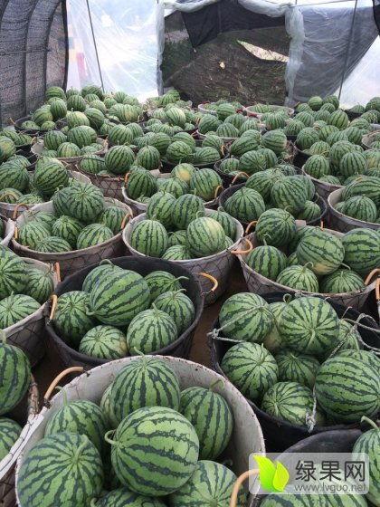 今日东台金星瓜价格,今日行情一览