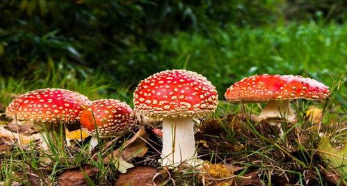 51吃瓜今日蘑菇视频,蘑菇视频揭秘娱乐圈幕后故事