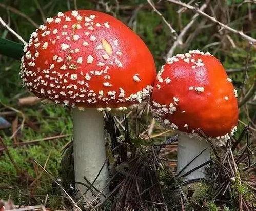 51吃瓜今日蘑菇视频,蘑菇视频揭秘娱乐圈幕后故事