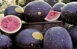 黑料吃瓜隐藏通道1,独家揭秘娱乐圈幕后真相