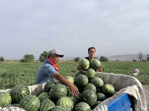 吃瓜黑料国产一区,吃瓜黑料背后的真相与争议