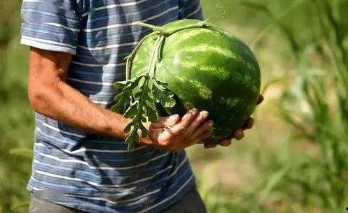 吃瓜黑挑会长胖吗图片,会长胖的秘密解析