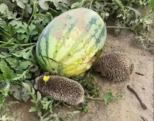 吃瓜黑挑会长胖吗图片,会长胖的秘密解析