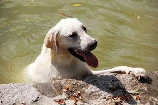 狗狗黑吃哈密瓜,萌态可掬引网友热议