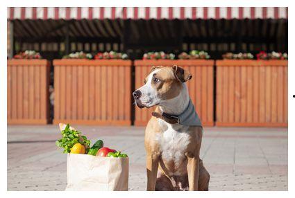 狗狗黑吃哈密瓜,萌态可掬引网友热议