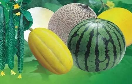 与黑科技类似的吃瓜