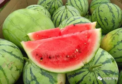 今日吃瓜黑瓜吃料图片